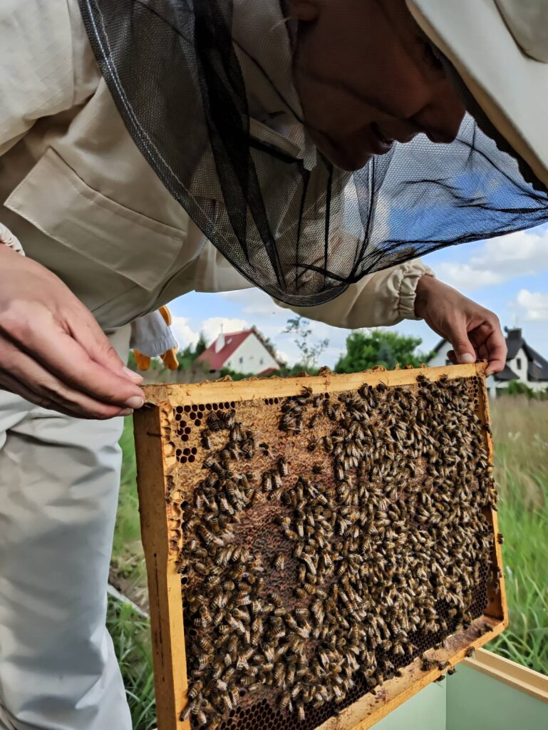 Ramka z żywmy pszczołami - warsztaty pszczelarskie w okolicach Lasów Janowskich